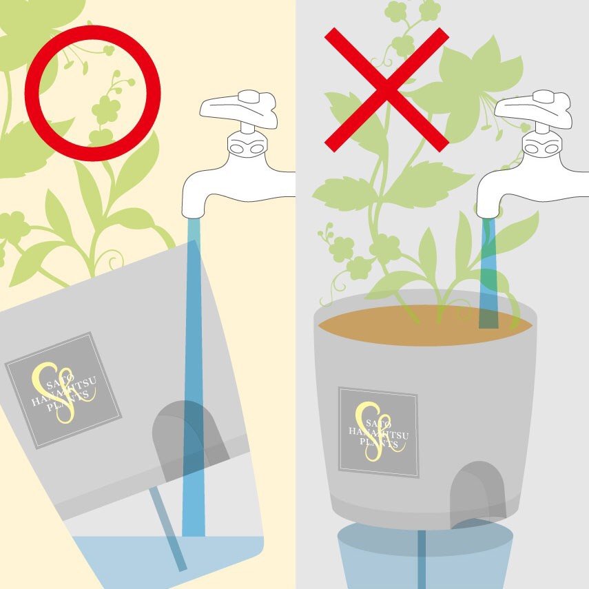 ガジュマル M 3 850円 札幌の花屋 花屋さとうはなみつ 年間1万000件以上の注文実績