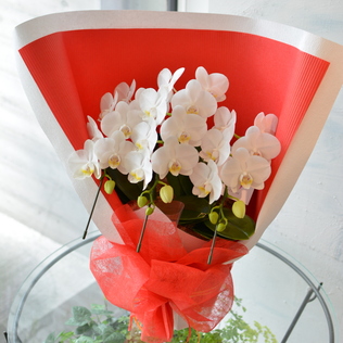 ミニ胡蝶蘭　（白・3本立ち）