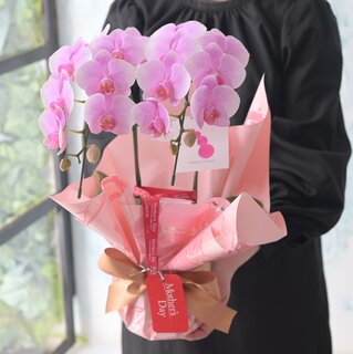 北海道　赤平産　ピンク胡蝶蘭鉢植え　限定55個