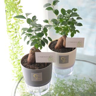 敬老の日　ガジュマル（観葉植物）