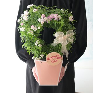 母の日ギフト　「ミニバラサークル（鉢植え）」限定20個