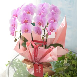母の日ギフト③　最高級ミディ胡蝶蘭鉢植え「ピンクピース」ピンクラッピング