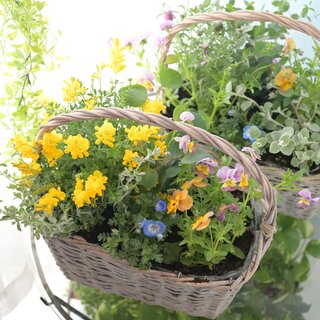 母の日ギフト④　「オクーレ（寄せ植え）」限定45個