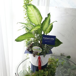 ※限定1点限り！父の日ギフト「観葉オクーレ（寄せ植え）」