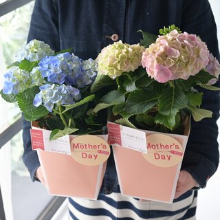 母の日ギフト　「お色お任せ目利きアジサイ（鉢植え）」限定30個