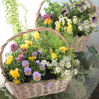 ④母の日ギフト　「オクーレ（寄せ植え）」限定45個