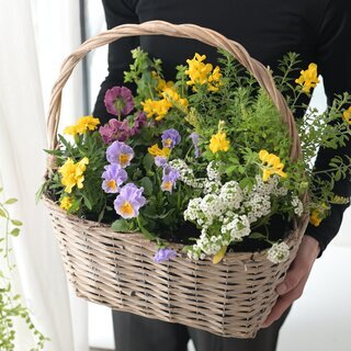母の日ギフト　「オクーレ（寄せ植え）」限定35個